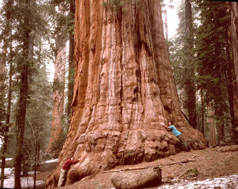 3107 10 высочайших деревьев планеты