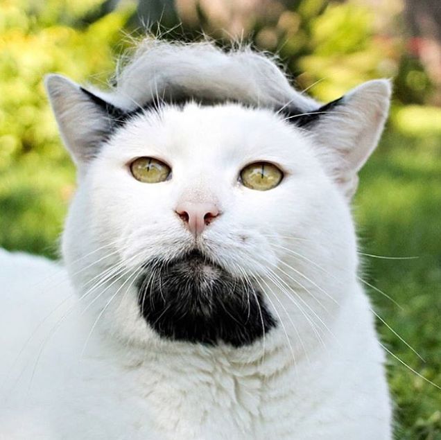 Кошка Дональд трамп
