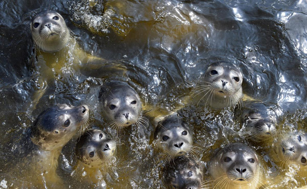 Группа тюленей в Норде, Германия