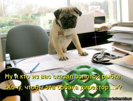 котомашечки от Лисицы))