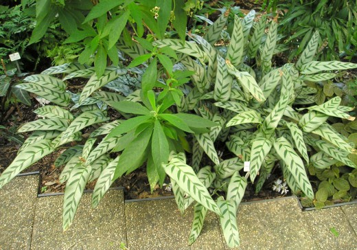   (Calathea bachemiana)