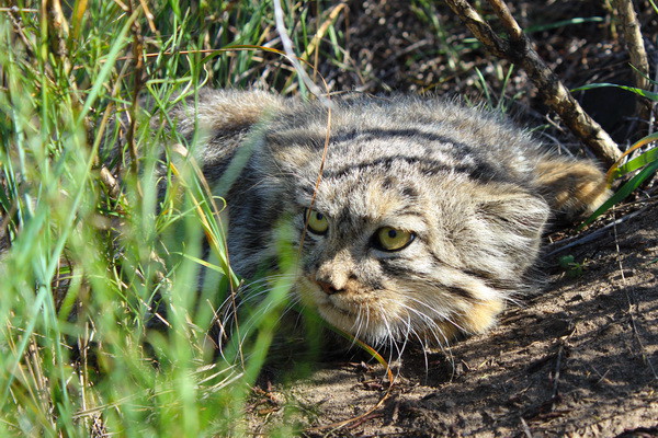 Спасли манула от собак животные, манул, спасение