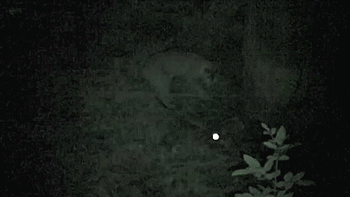 Большие кошки кошачьими делами, смешные тигры львы, анимация большие кошки, анимация тигры львы