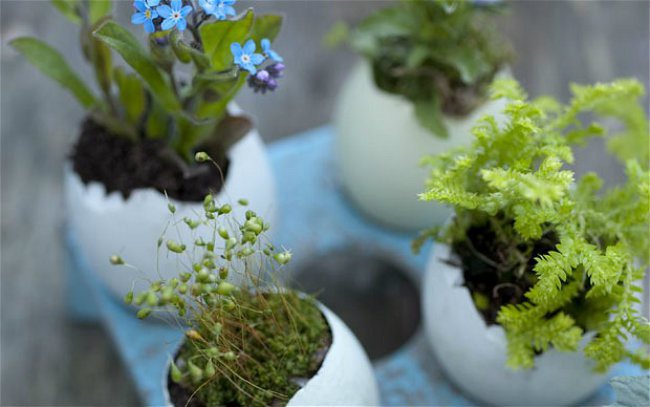 миниатюрные сады 