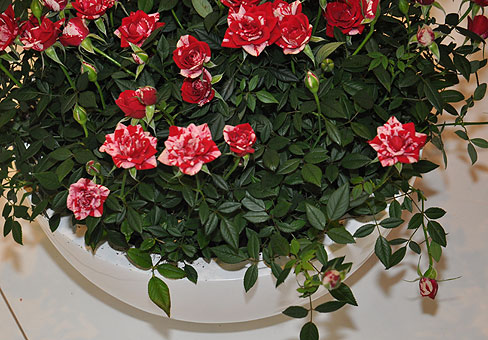 Роза (Rosa) Роза (Rosa)