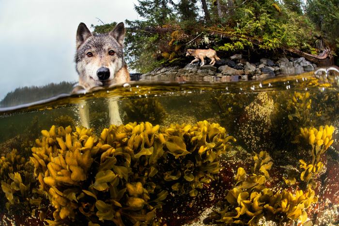 swimming-sea-wolves-pacific-coast-canada-ian-mcallister-3