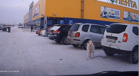 В Новокузнецке заметили "собаку-автосигнализаку"