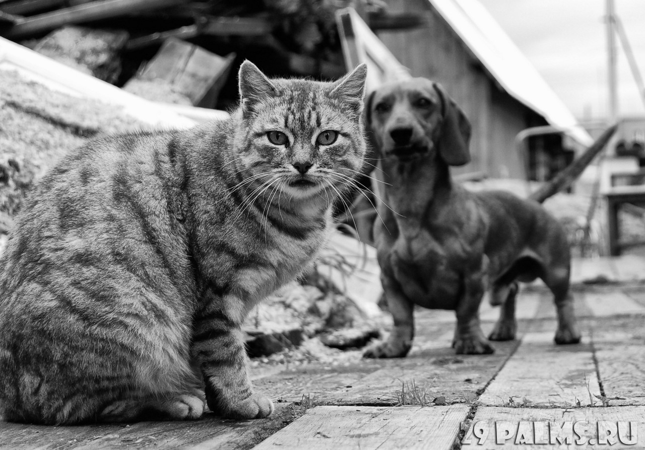 Как кошка с собакой. Часть 1 животные, коты, кошки, собаки, фото, юмор