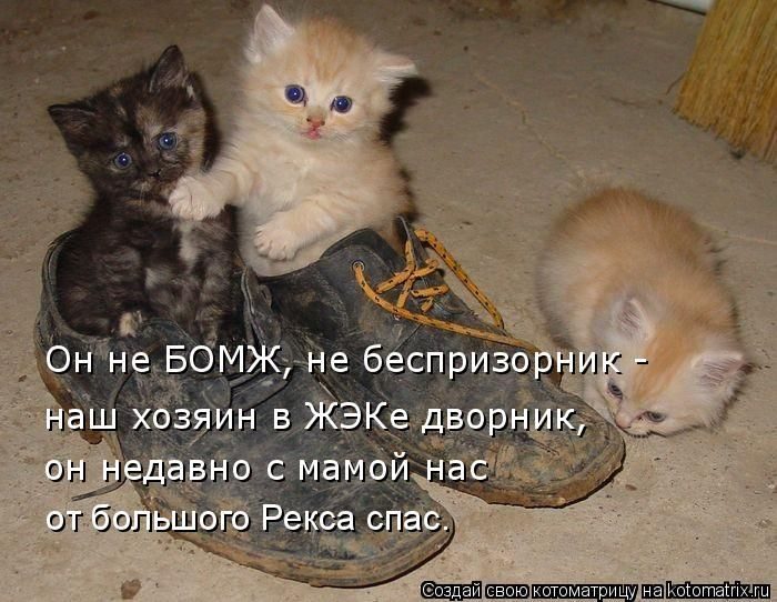 Лучшие котоматрицы прошедшей недели