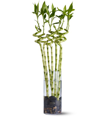 Как вырастить растение "бамбук счастья"