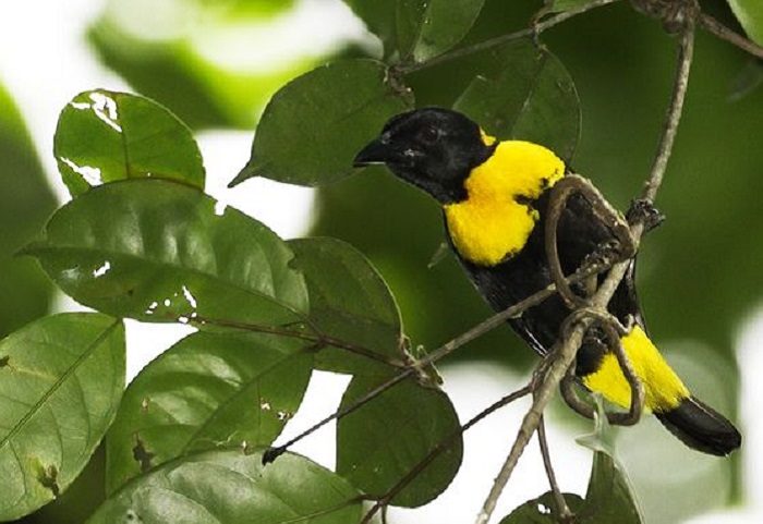 Этот вид птиц обнаружен в лесах Гвинеи в 2003 году.