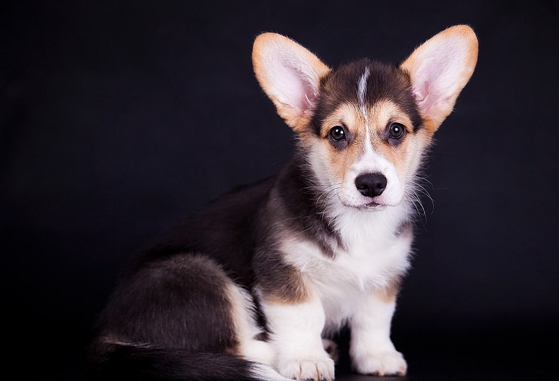 ������ ����� �����-�����. ����