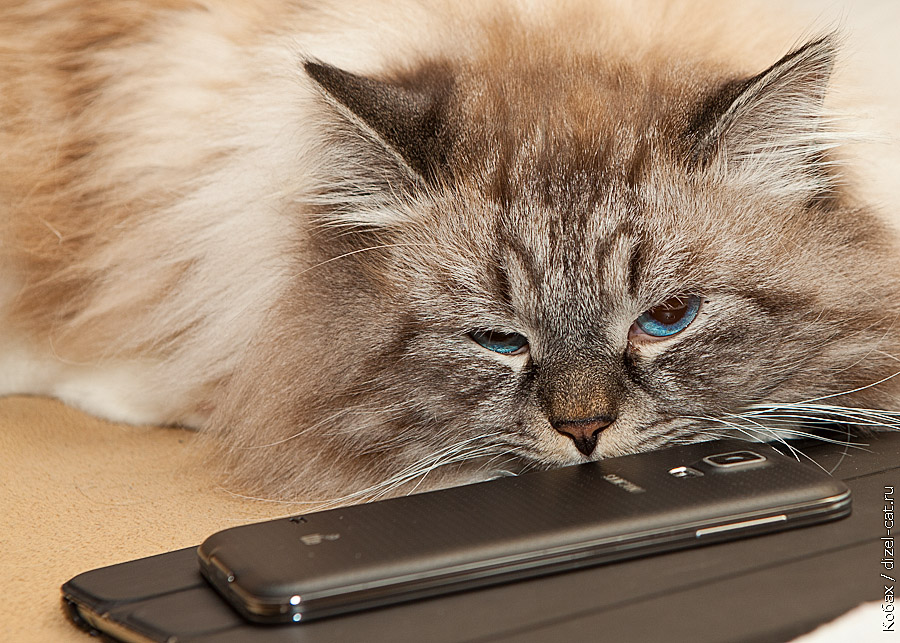 истории про кота