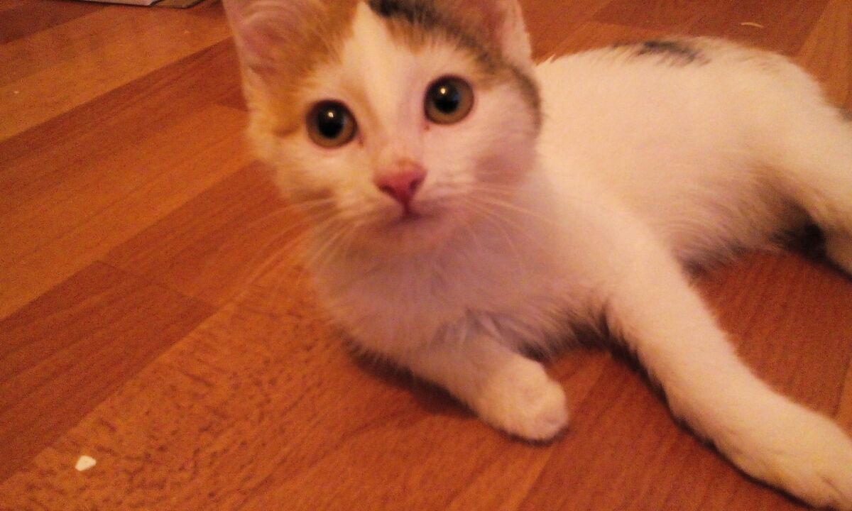 кошка