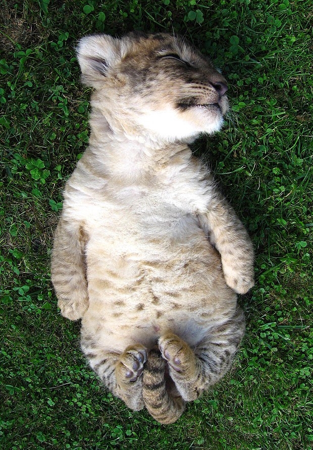 Большие кошки кошачьими делами, смешные тигры львы, анимация большие кошки, анимация тигры львы