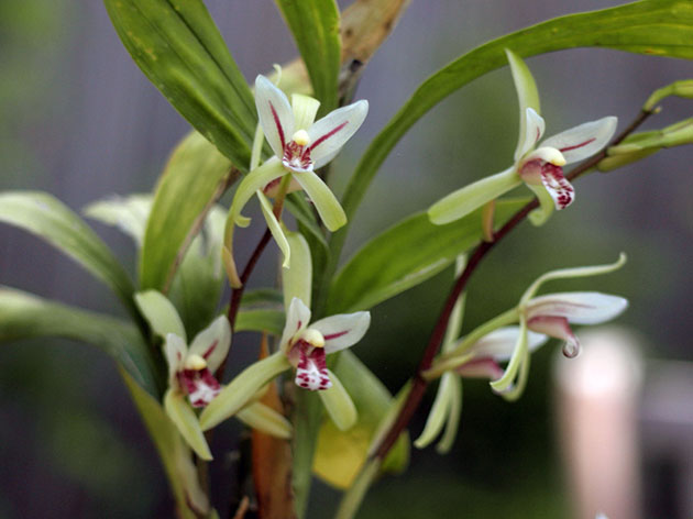 Цимбидиум ланцетолистный / Cymbidium lancifolium