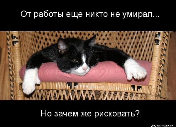 Котоматрица 9