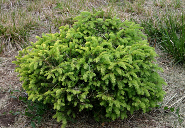 Picea abies Little Gem Picea abies Little Gem