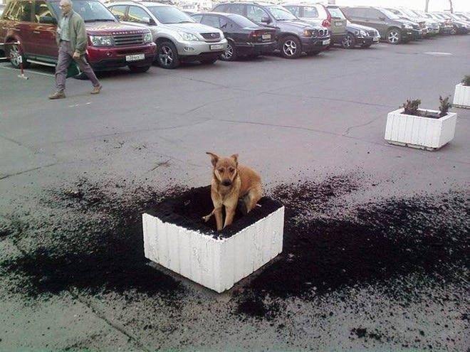 Собака на улице Собака на клумбе