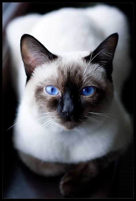 описание сиамской кошки сиамская кошка