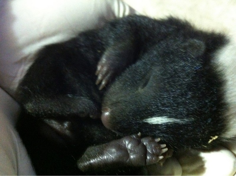 animalbaby8