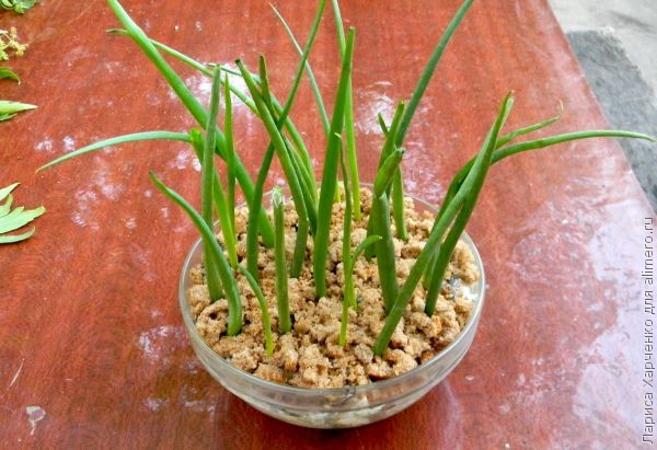 ������ �������