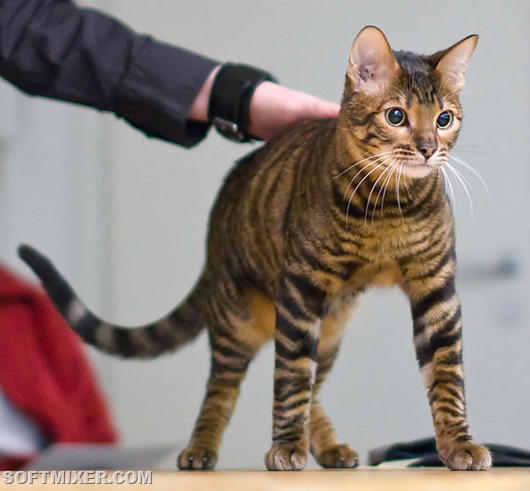 toyger-big