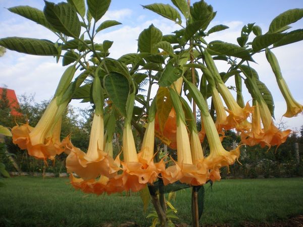 Brugmansia Langenbuscher Garten