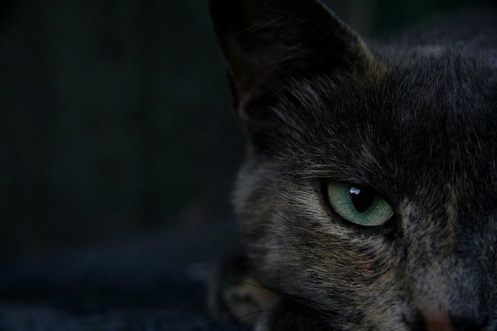 Смешные и просто красивые фотографии кошек (136 фото)