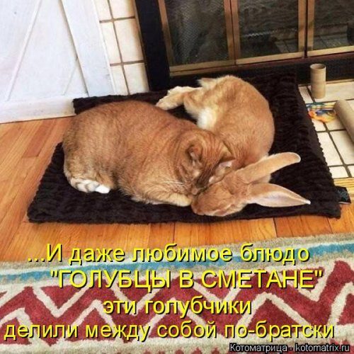 Котоматрицы, которые скрасят улыбкой ваш сегодняшний день!