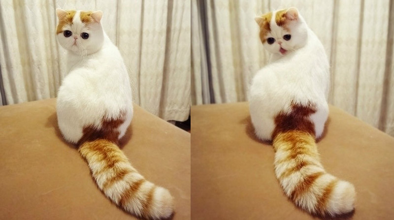 кисты какие породы кошек самые милые этой статье речь