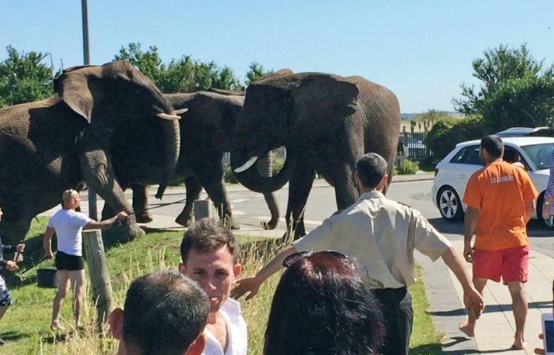 Рассвирепевший цирковой слон сорвался на автомобиле (9 фото)