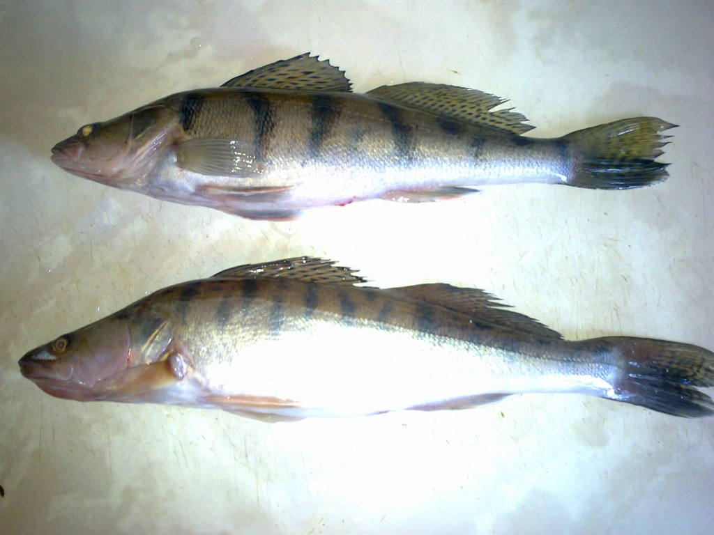 красивые женские купальники купить