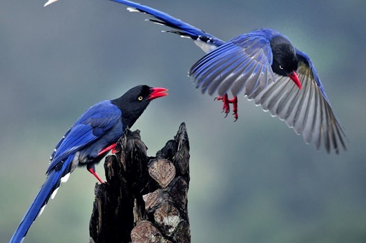 Taiwan Blue Magpie (Urocissa caerulea) 18