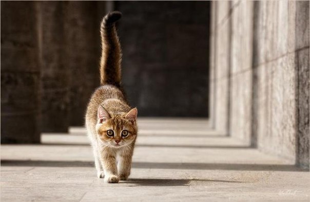Почему нельзя дергать кошку за хвост Почему нельзя дергать кошку за хвост