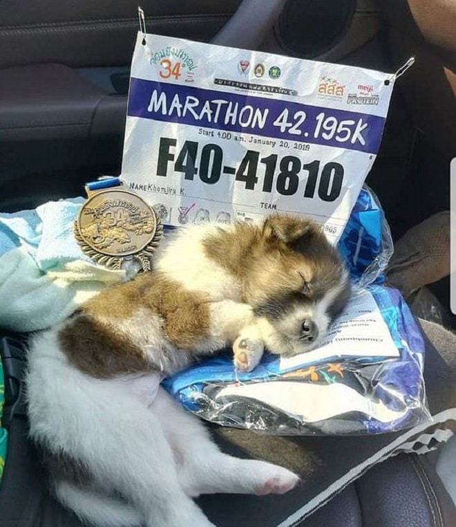 Щенок возле медали Щенок спит