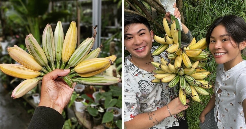 12 причудливых видов бананов, которые поразят своим цветом и вкусом