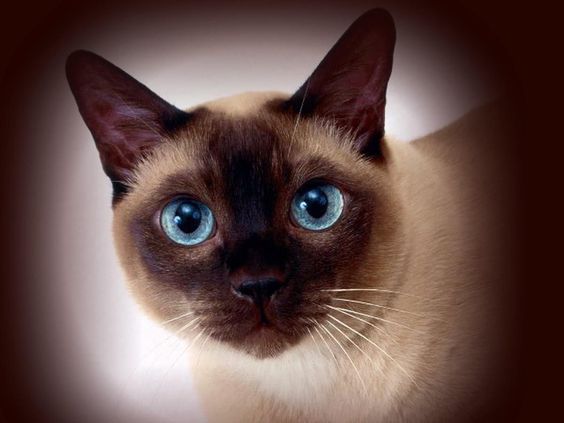 характер сиамской кошки сиамская кошка