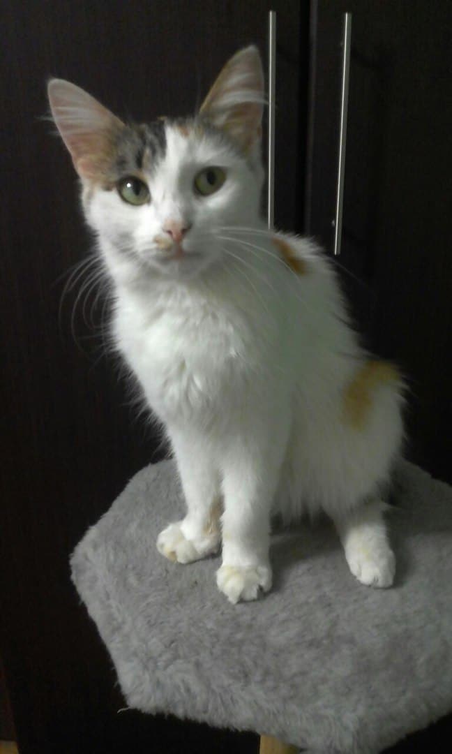 помощь кошке кошка в доме