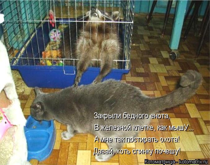 Котоматрицы великолепные, каждая с доброй улыбкой!