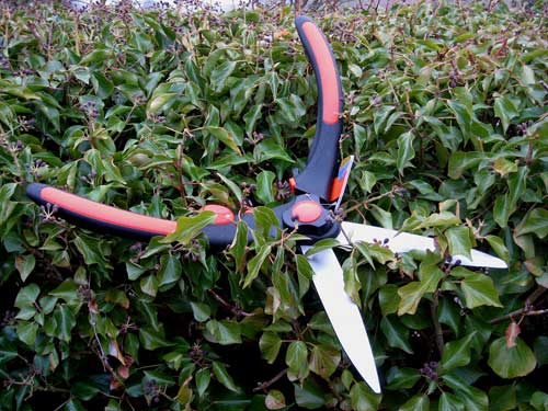 Живая изгородь девичий Виноград