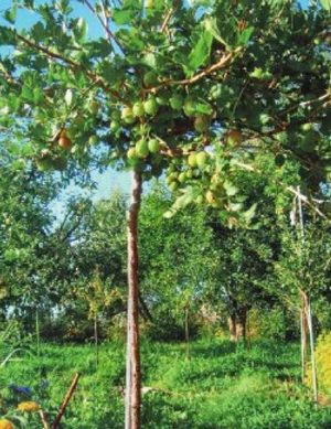 Всё о крыжовнике