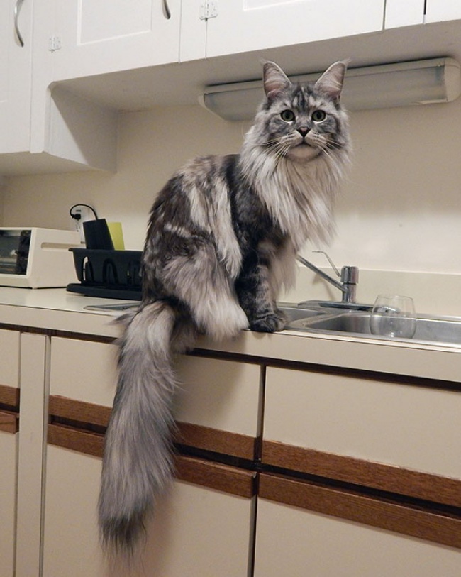 КОШКИН ДОМ. А они совсем не мелкотня! КОШКИН ДОМ. А они совсем не мелкотня!