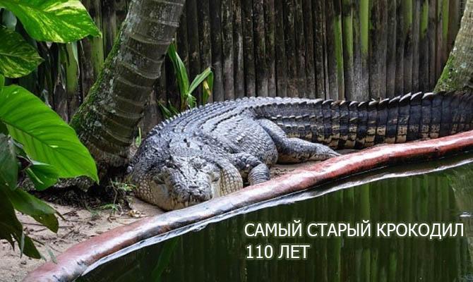 Самый старый крокодил Интересные факты о крокодилах