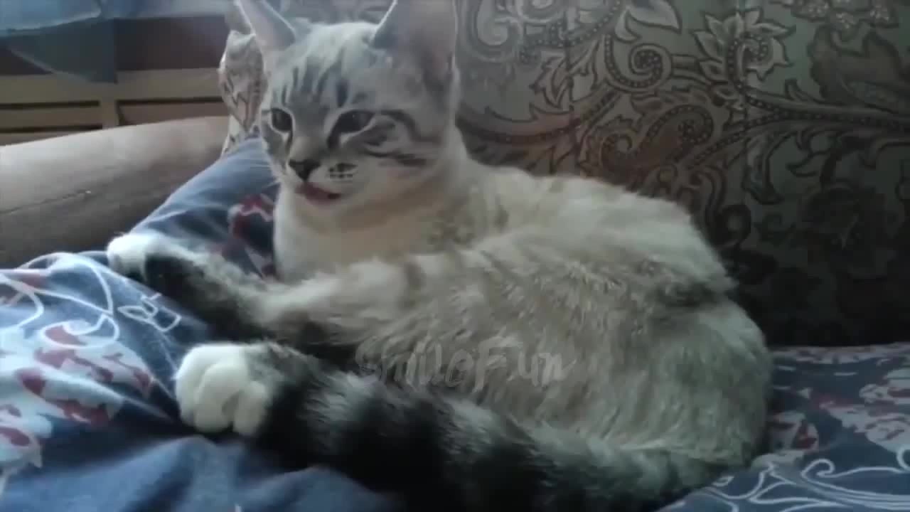 Картинки по запросу смешные коты