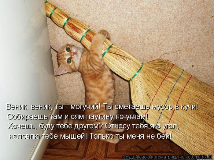 Лучшие котоматрицы недели (50 фото)