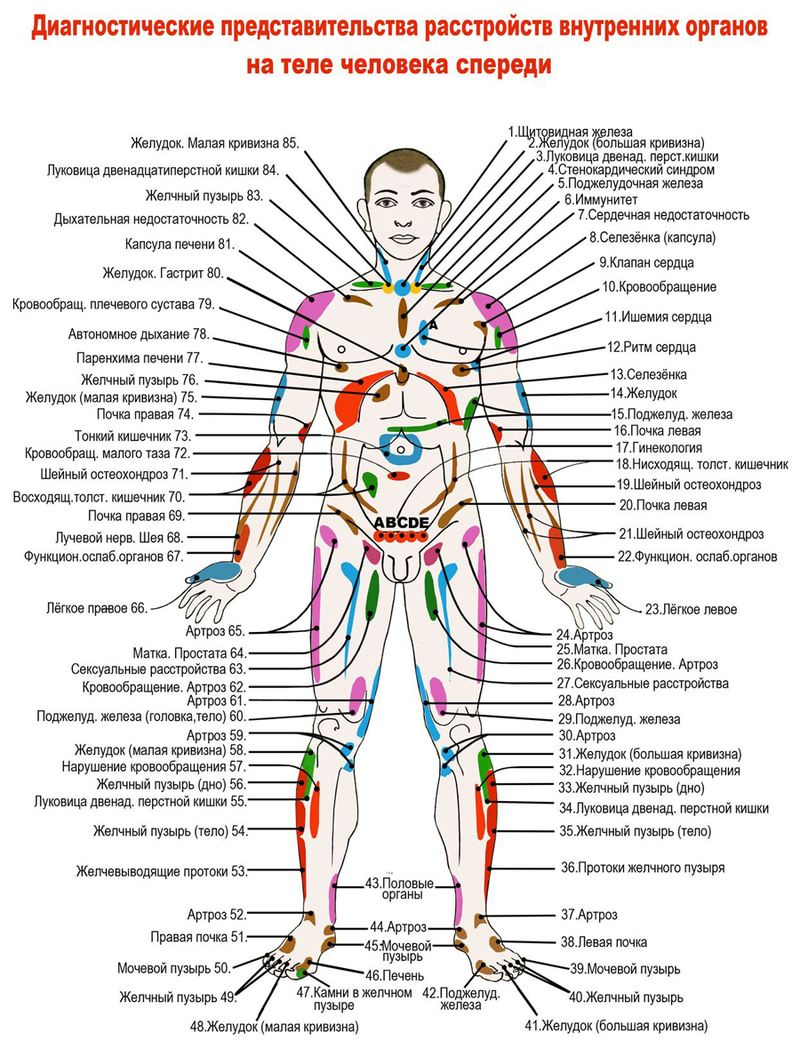 Проекции внутренних органов