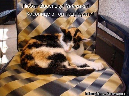 Котоматрицы, которые скрасят улыбкой ваш сегодняшний день!