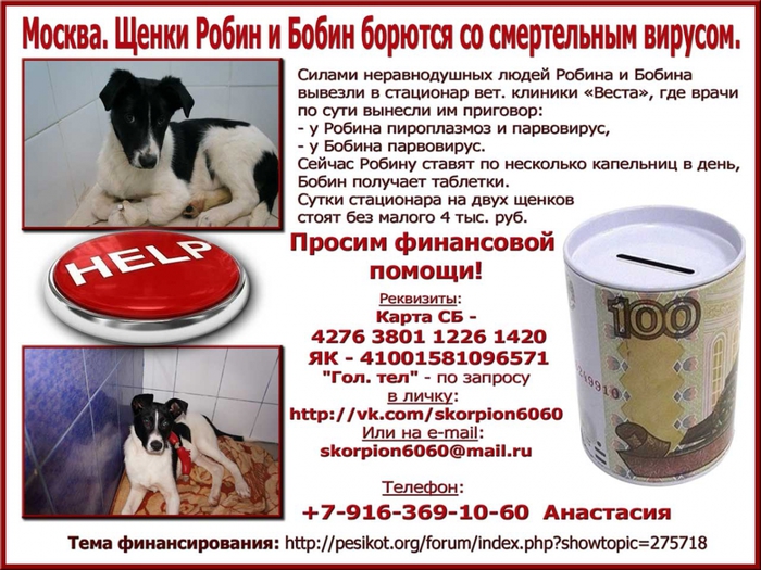 3045391_Bobin_i_Robin__bol_1_ (700x525, 297Kb)