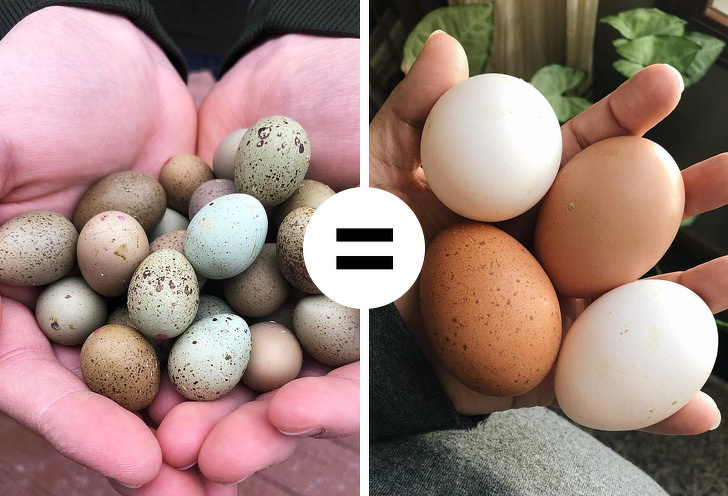16 мифов о яйцах, в которые стыдно верить в XXI веке